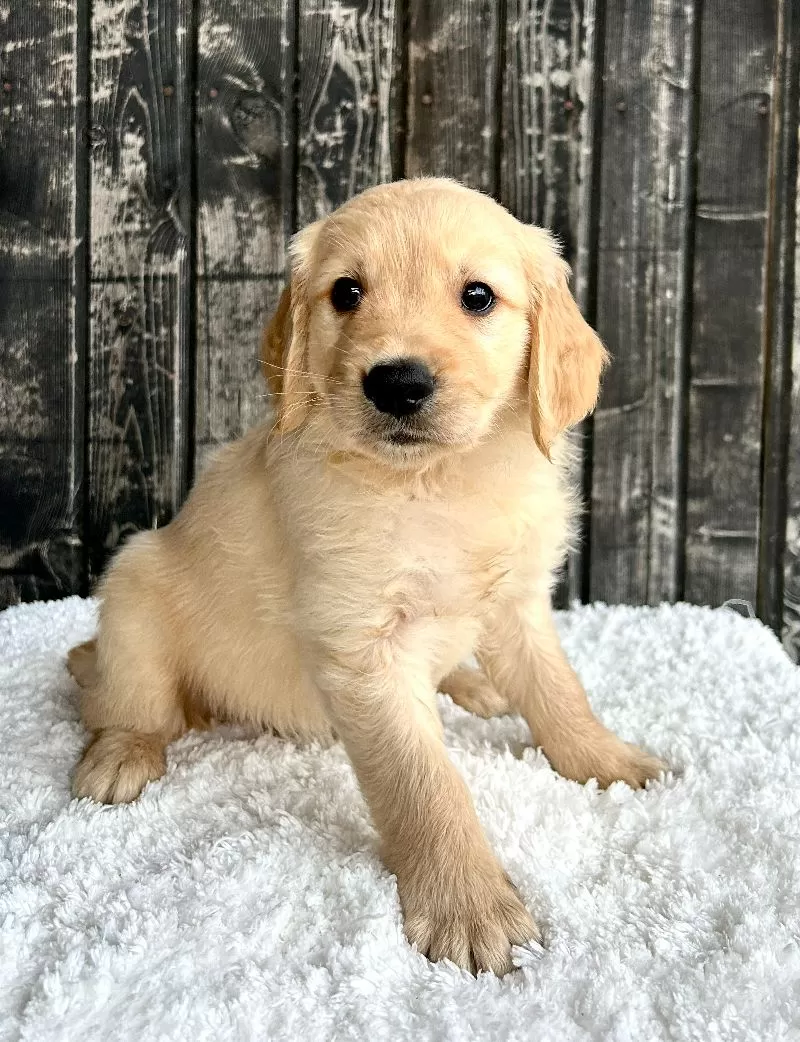 Puppy Name: Tucker